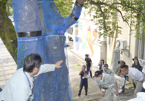 クビアカに境界ない－府、兵庫県が三和町で合同調査　　