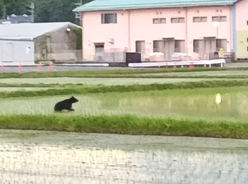 修斉小そばに子熊、26日夕方に目撃情報　学校と警察が警戒　