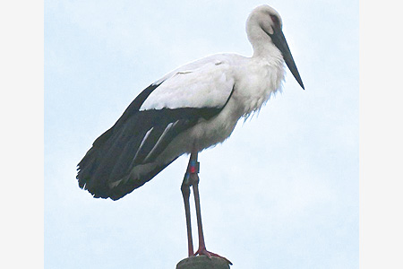 コウノトリ　のんびり1週間、修斉学区で過ごす　寝床は電柱日中は餌場へ