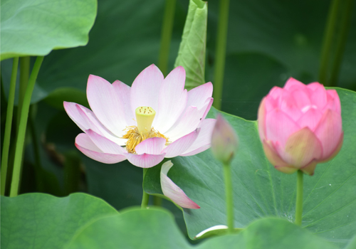 ピンク色の花が涼を演出　堀越の湿地帯でハスの花咲き始める