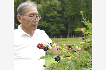 棚田の里で摘み取りを　ブラックベリー園開園　大江町毛原櫻井さん