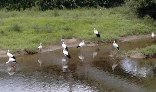 筈巻でコウノトリ9羽目撃　「ここまで多いのは初めて」