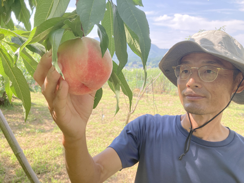 みずみずしく甘さぎゅっ　福知山特産山崎のモモ　農家2軒、20日以降に販売