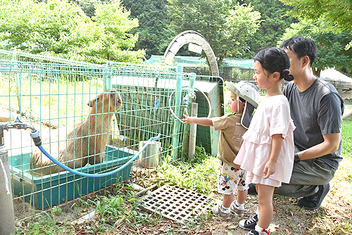夏休み最初の週末、親子連れで動物園にぎわう　新顔のカピバラが人気
