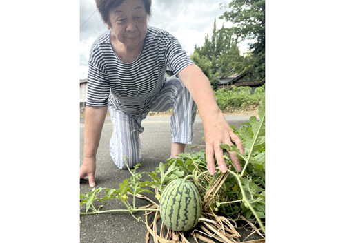 コンクリートの隙間からド根性スイカ育つ　猪崎の的場さん宅