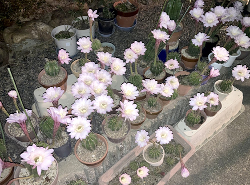 「まるで花火大会」サボテン一晩で74輪咲く