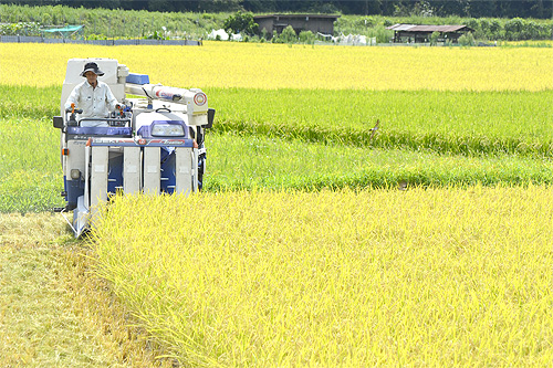 稲刈りシーズンが到来　上六人部地区の田んぼで、コンバインせわしなく