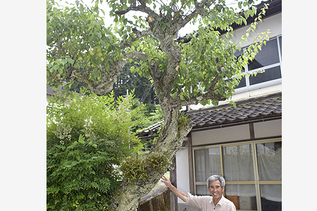 戦地の兵士に梅干しを－大戦のさなか植えられた梅　残る木に不戦の思い託す　大江町波美廣瀬さん宅