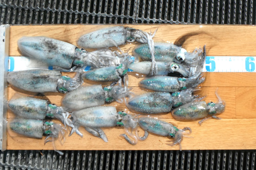 【宮津、舞鶴】沿岸でアオリイカの新子が釣れ始める
