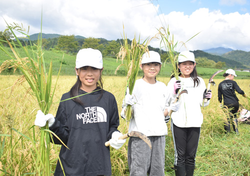 田植えをした田で稲刈り　大江小5年生