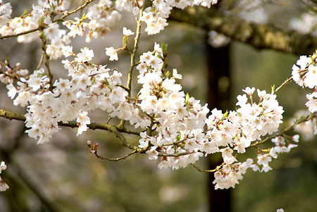 春の花を見に行こう　