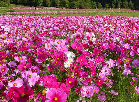 秋風にゆれる花を眺めに