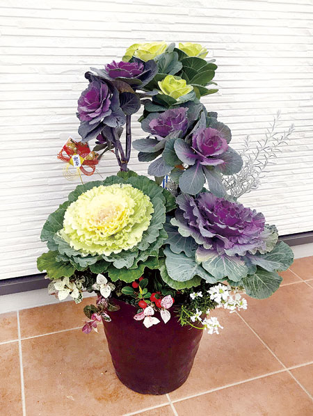 華やかに新年を　お正月の寄せ植え