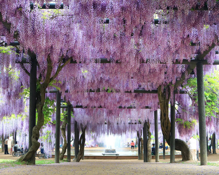 色とりどりの景色に出会う　花さんぽ