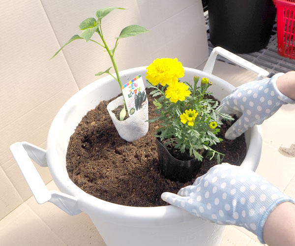 育てる＆食べる楽しみを植えよう！　プランター菜園（２）