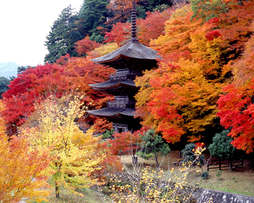 読者のオススメ聞きました 紅葉の名所