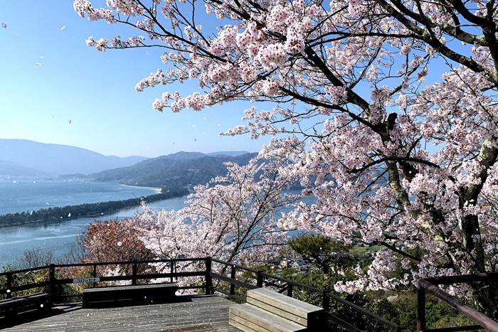 春のピクニックに！　お弁当を広げられる桜スポット