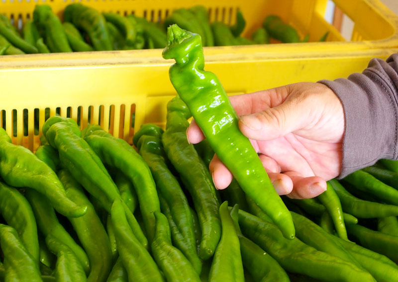 夏を彩る北近畿のブランド野菜