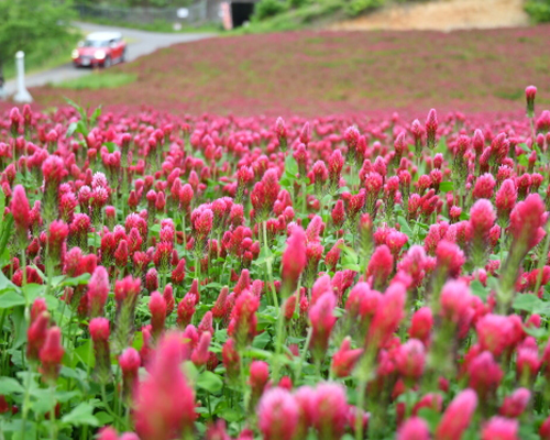 薫風に揺れる初夏の花々 楽しいイベントも！