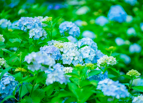 心が潤う絶景を求めて 紫陽花さんぽ