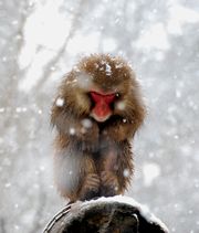 雪の中のボスザル