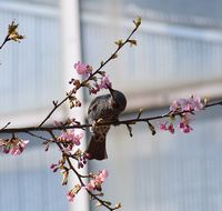 桜の蜜を吸う野鳥