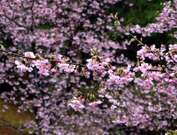 河津桜