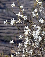 白い花を付けるタムシバ