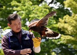 鷹匠の衣川さん