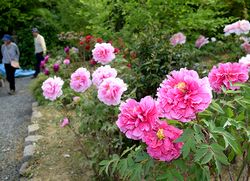 ボタン園で大輪の花