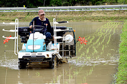 大江町で田植え