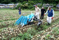 専用の機械を使って収穫