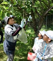 梅の実を収穫する児童
