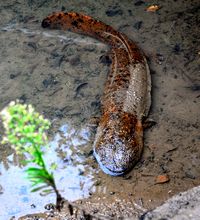 オオサンショウウオ
