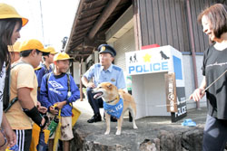 学童警戒犬の綾香