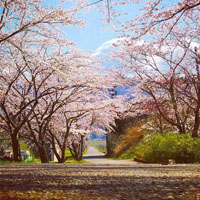 牧駅の桜並木