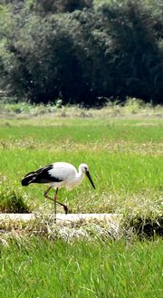 飛来したコウノトリ