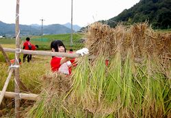 酒米「祝」を稲木にかける