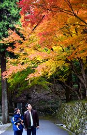 色付く長安寺参道