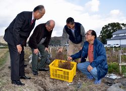 日本茜の出来具合を確かめる